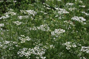 Field of white cilantro flowers